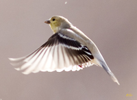 American Goldfinch 0609